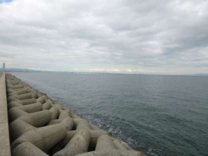 紋甲いかゲット！